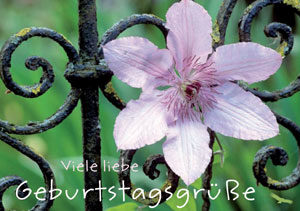 Faltkarte: Geburtstag - Viele liebe Geburtstagsgrüsse