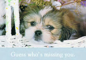 Postkarten: Guess who's missing you (6er Set)