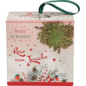 Rose von Jericho: Wunder der Weihnacht