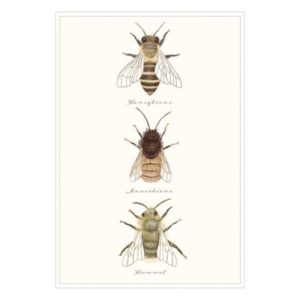 Postkarte: natur-verliebt - Bienen