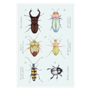 Postkarte: natur-verliebt - Käfer