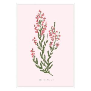 Postkarte: natur-verliebt - Heidekraut