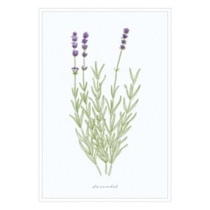 Postkarte: natur-verliebt - Lavendel