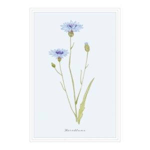 Postkarte: natur-verliebt - Kornblume